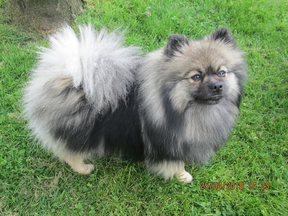 Mam'zelle louna De La Vallee Des Gris Doubs