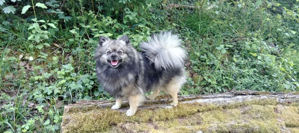 Rhodess De La Vallee Des Gris Doubs