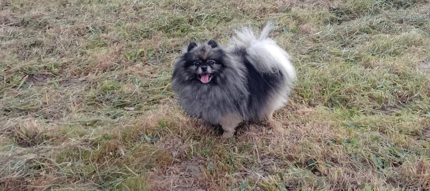 CH. Joyce De La Vallee Des Gris Doubs