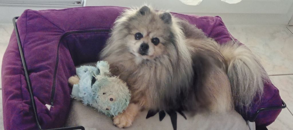 FYONA'lou  de French Vanilla 