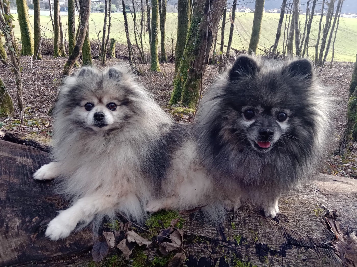 vies de Chiens .... et plein air