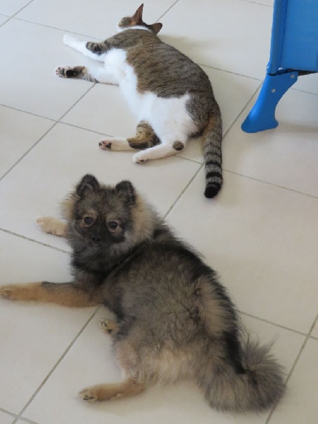 BB J'LOUP