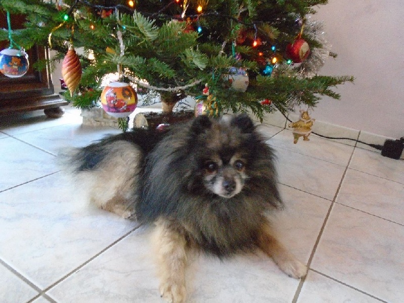 sous le sapin 2015
